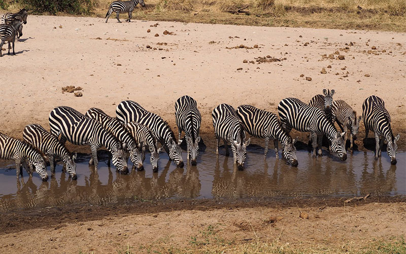 Masai Mara Honeymoon Packages