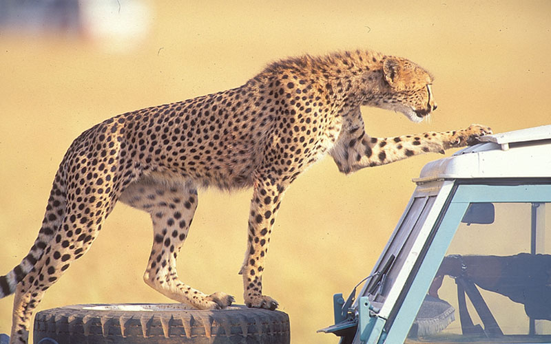 Masai Mara Honeymoon Packages